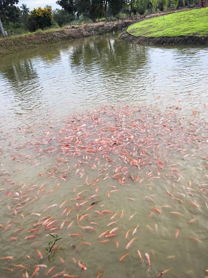 Menam Resort Nakhon Pathom Buitenkant foto